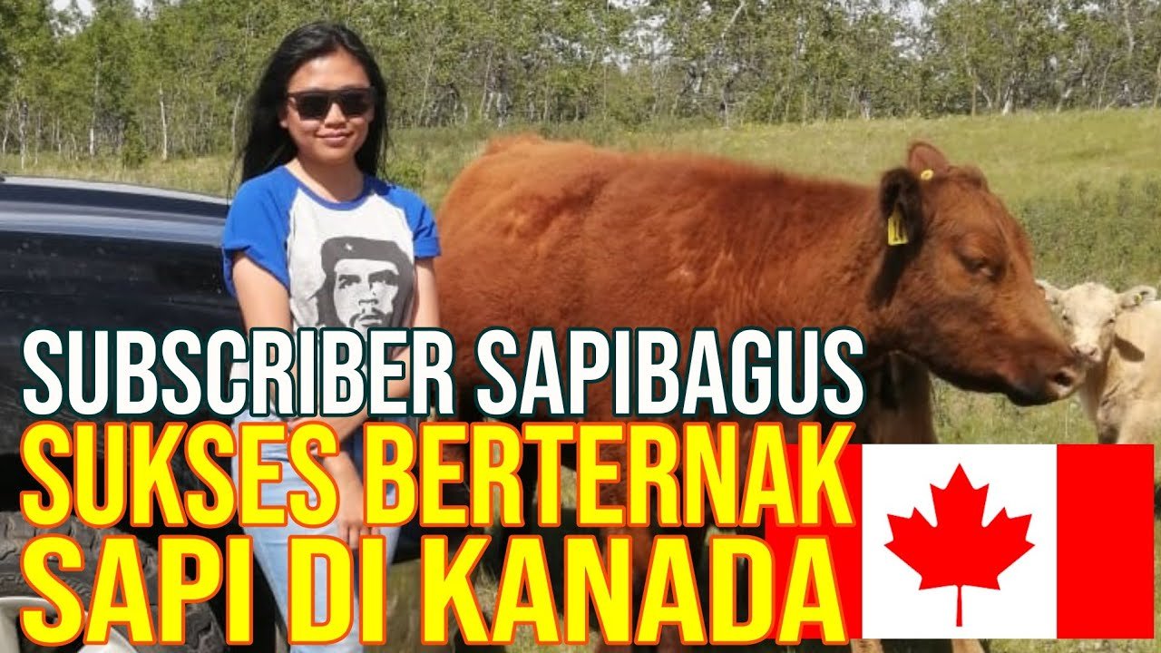 
                                 Peternak-Indonesia-Sukses-Beternak-Sapi-Di-Canada